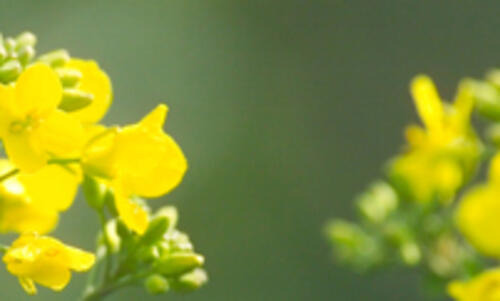 BEATRIX CL - 00-Winterrapshybride