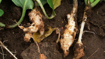 Drei frisch geerntete Pastinaken mit grünen Blättern liegen im Erdreich. (automatisch generiert durch KI)