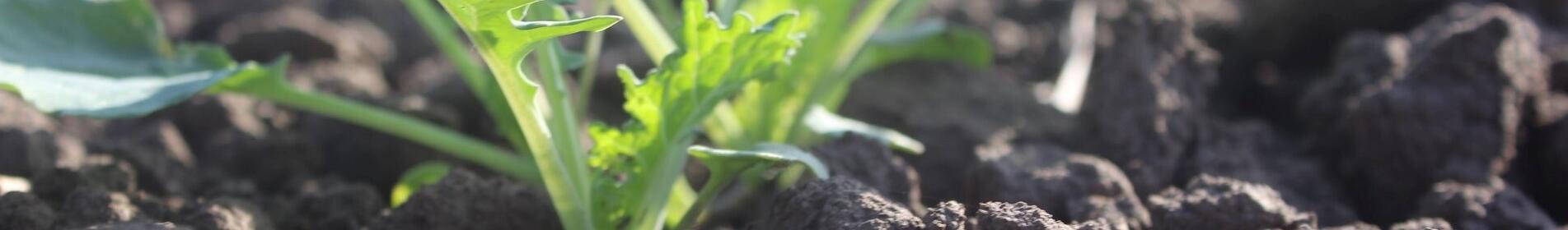 CROWN - Die Krone der Resistenzzüchtung