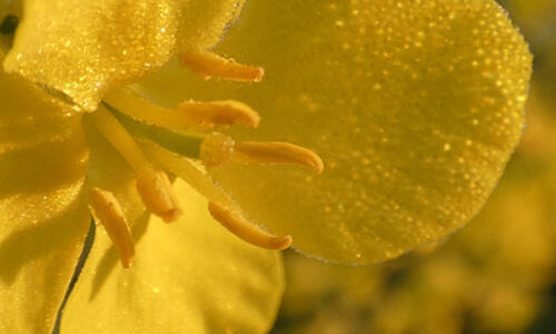 DETLEF - STARK IN VERTICILLIUM. AUCH FÜR DIE FRÜHSAAT.
