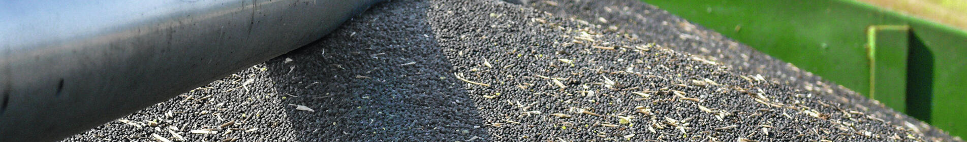 FAMULUS - DER TREUE BEGLEITER