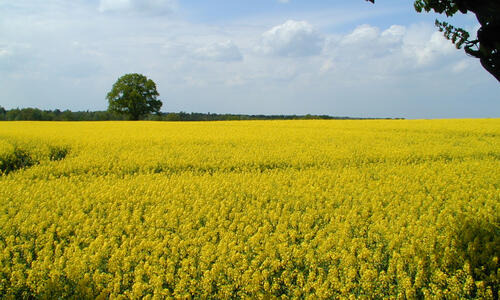 KARAT - GESCHLIFFENE PHOMA UND CYLINDRO-RESISTENZ.