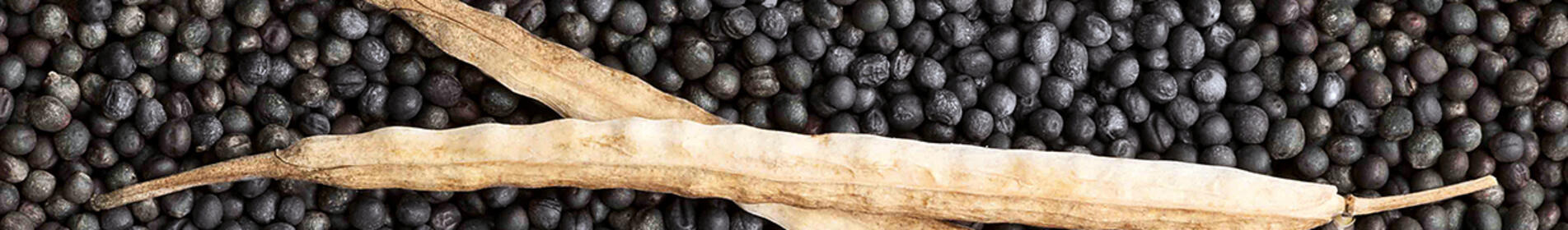 MENTHAL - 00-Sommerrapshybride mit Kohlhernieresistenz