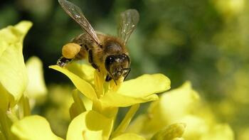 Eine Biene sammelt Nektar auf einer gelben Blüte. (automatisch generiert durch KI)