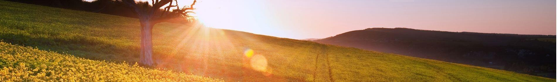 CHURCHILL - Spezialist mit Phoma- und Cylindrosporiumresistenz