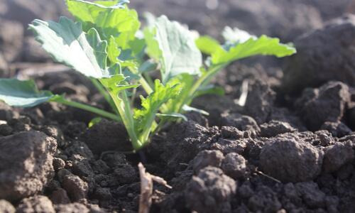 CROWN - Die Krone der Resistenzzüchtung