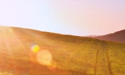 CHURCHILL - Spezialist mit Phoma- und Cylindrosporiumresistenz