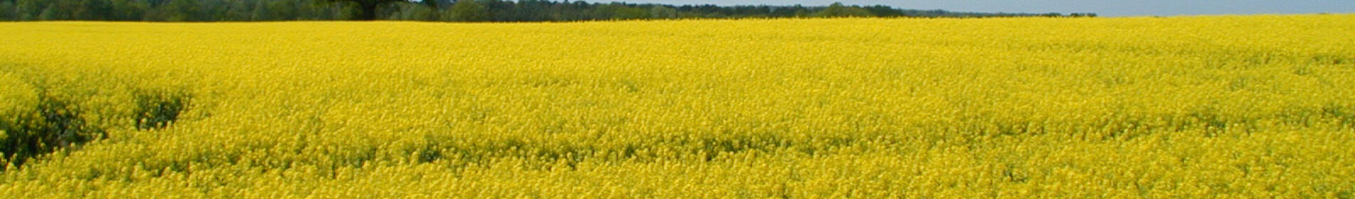 KARAT - GESCHLIFFENE PHOMA UND CYLINDRO-RESISTENZ.