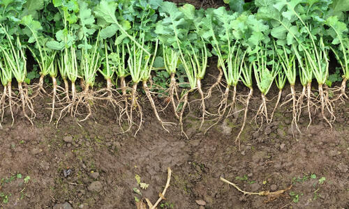 CROMAT - DER WÜCHSIGE, VIRUSRESISTENTE STANDARD IM KOHLHERNIE-ANBAU