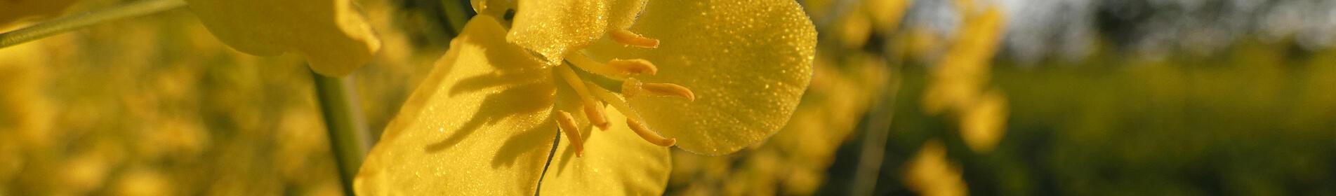 DETLEF - STARK IN VERTICILLIUM. AUCH FÜR DIE FRÜHSAAT.