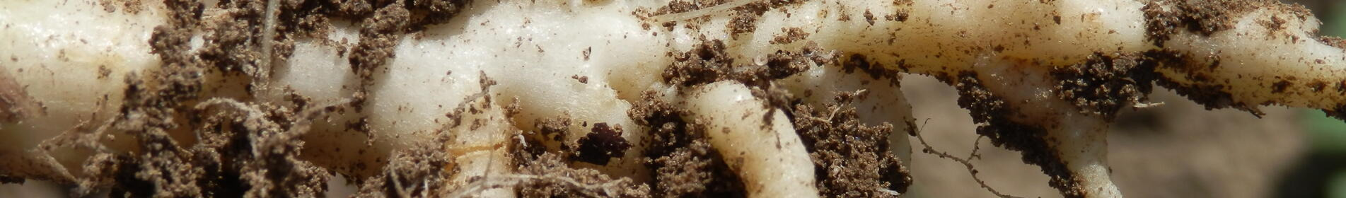 CREDO - Ertragsplus mit erweiterter Kohlhernieresistenz(CRE1)