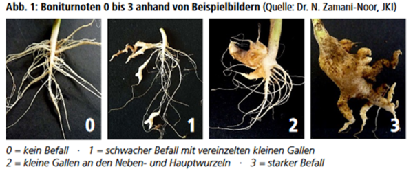 Boniturnoten Kohlhernie von 0 bis 3