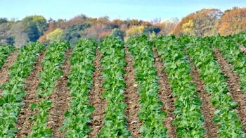 Reihen von grünen Pflanzen auf einem Feld mit Bäumen im Hintergrund unter blauem Himmel. (automatisch generiert durch KI)