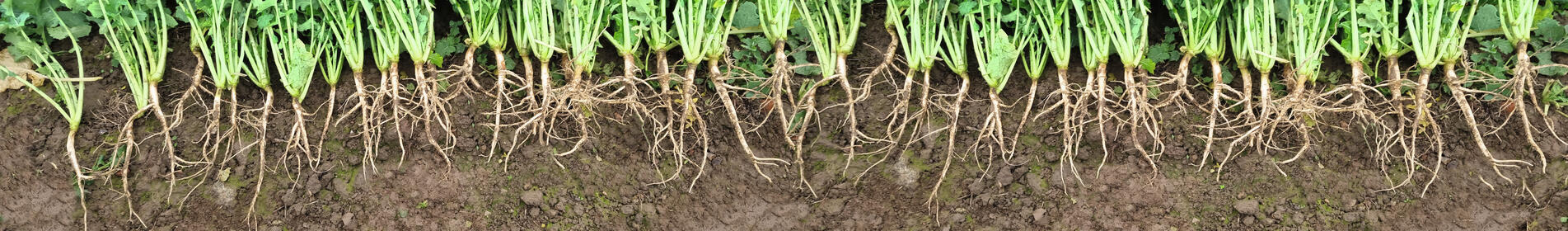 CROMAT - DER WÜCHSIGE, VIRUSRESISTENTE STANDARD IM KOHLHERNIE-ANBAU