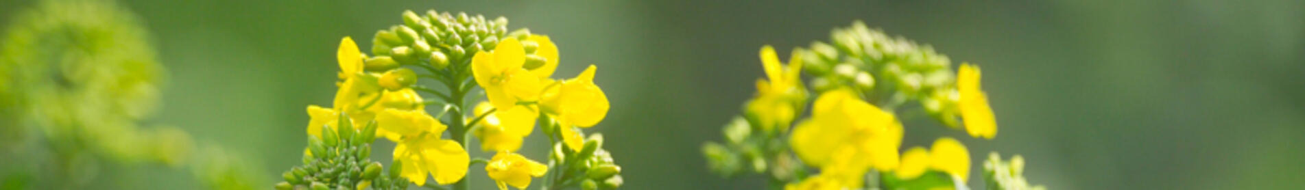 BEATRIX CL - 00-Winterrapshybride