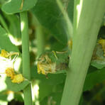 Sclerotinia am Rapsstängel